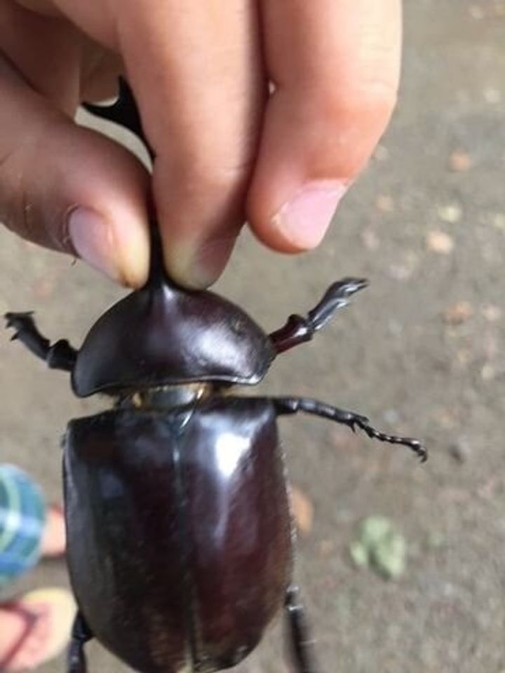 カブトムシ