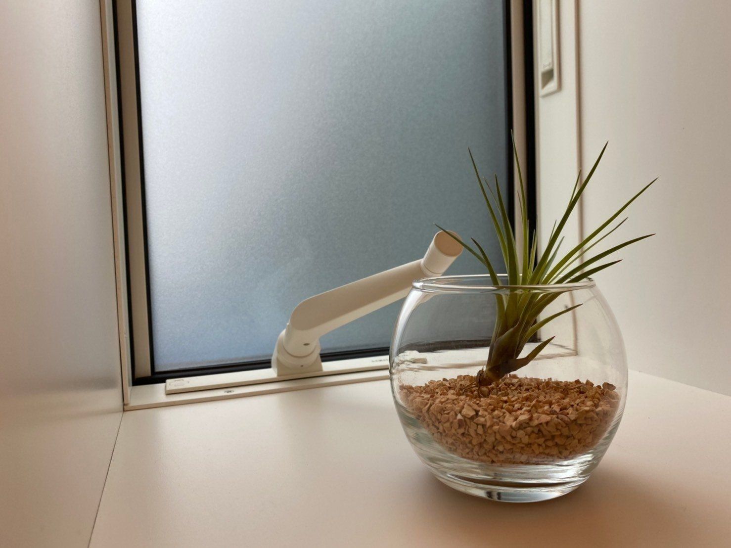 ただ置くだけでもフォトジェニック な無印良品のエアプランツ サンキュ