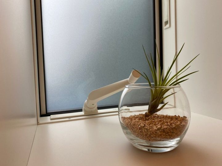 ただ置くだけでもフォトジェニック な無印良品のエアプランツ サンキュ ただ置くだけでもフォトジェニック な無印良品のエアプランツ サンキュ