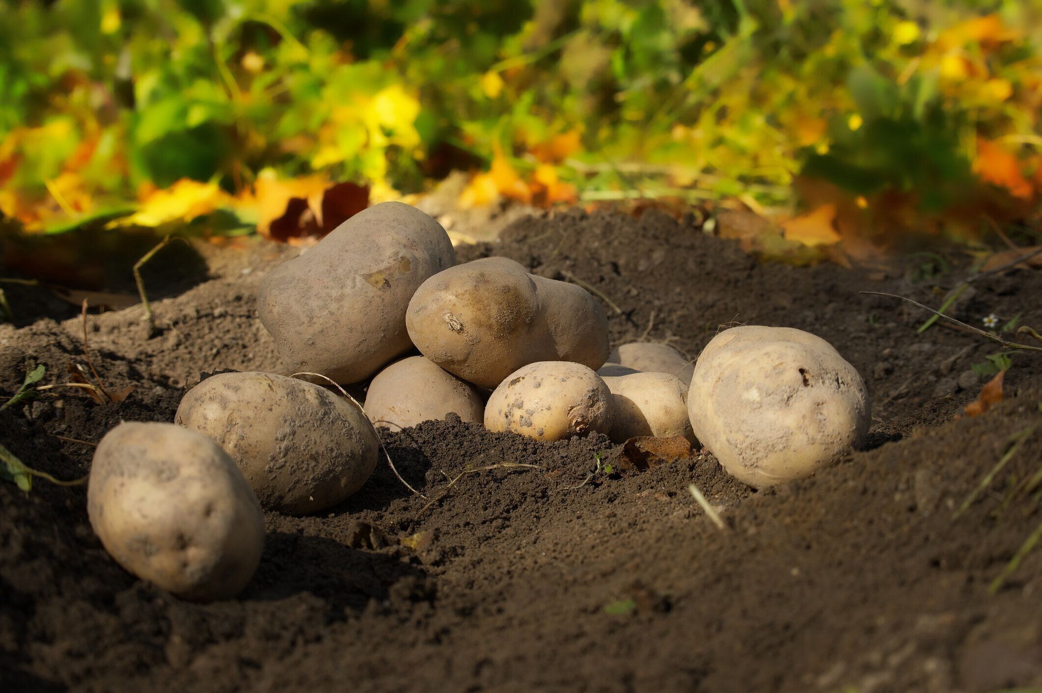 家庭菜園の土壌からジャガイモを収穫する
