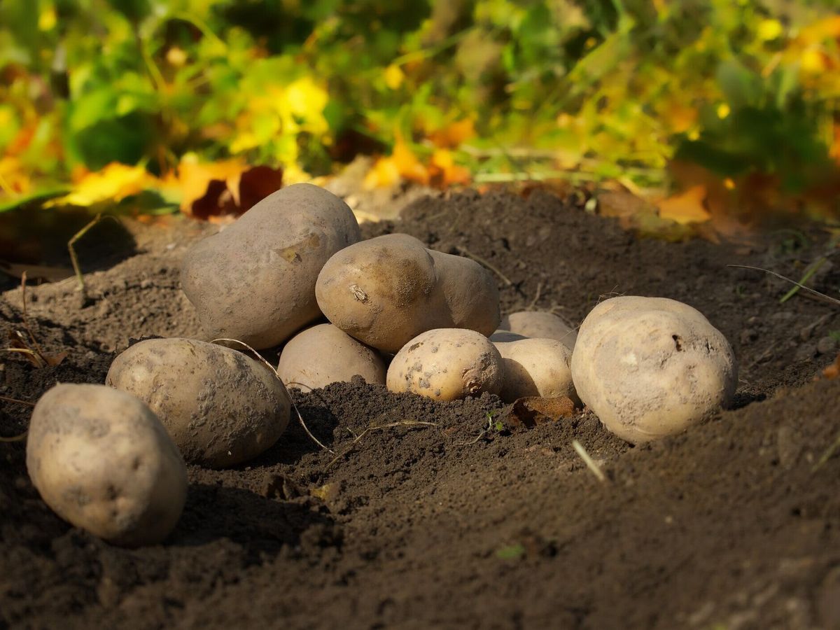 家庭菜園の土壌からジャガイモを収穫する