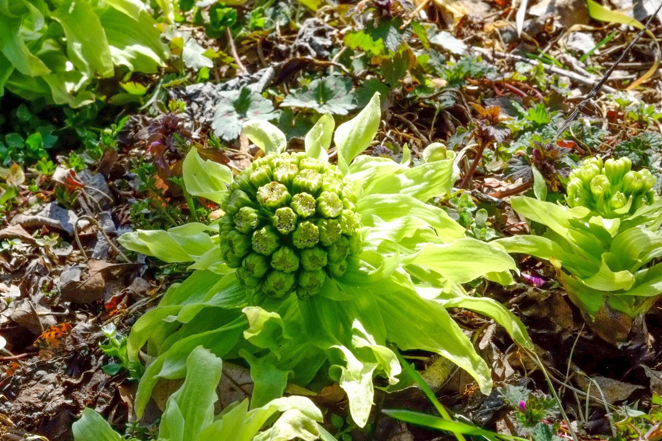 管理栄養士監修 ふきのとう の主な栄養素とカロリーまとめ おすすめな調理方法は サンキュ