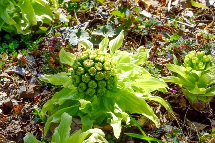管理栄養士監修 ふきのとう の主な栄養素とカロリーまとめ おすすめな調理方法は サンキュ 管理栄養士監修 ふきのとう の主な栄養素とカロリーまとめ おすすめな調理方法は サンキュ