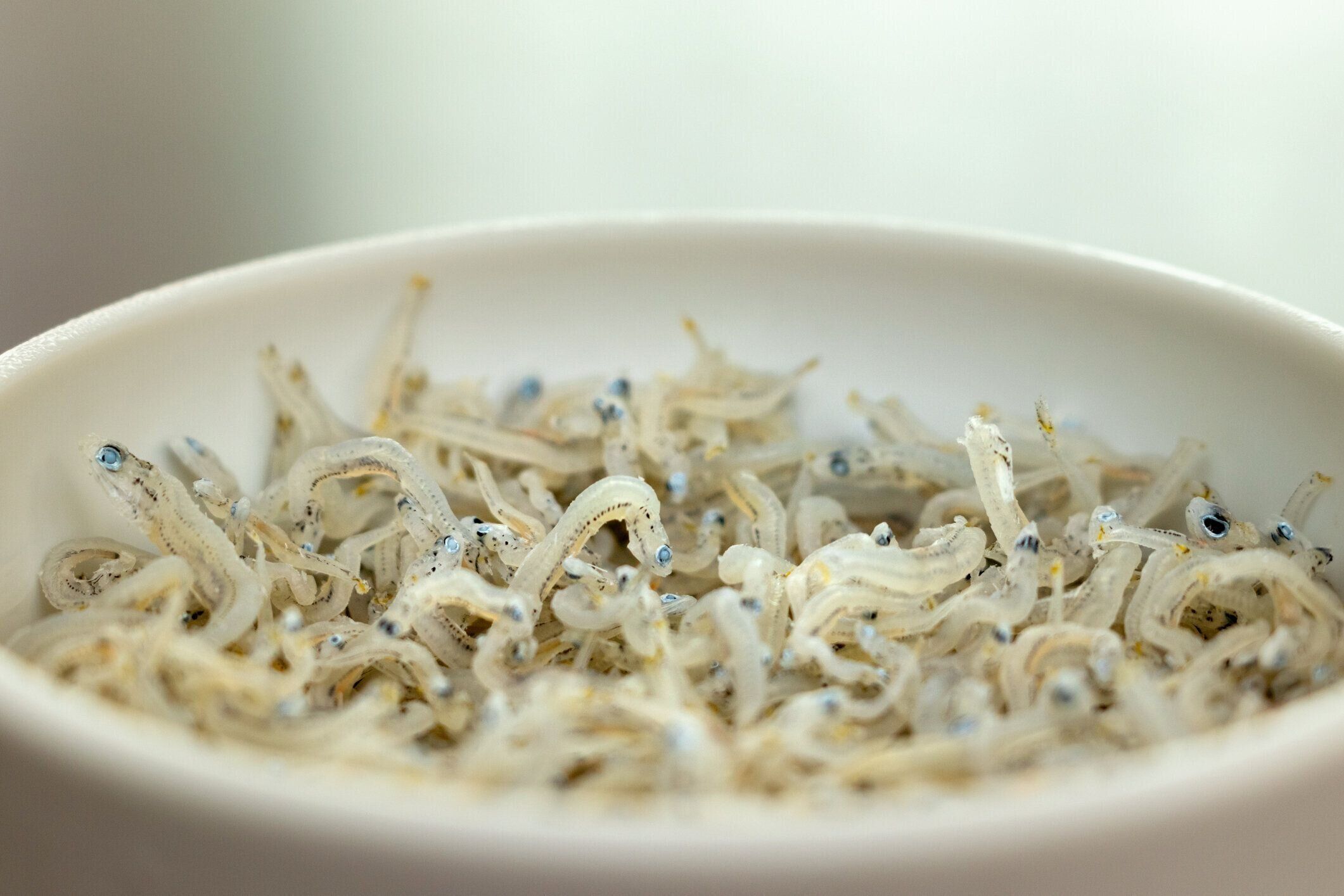 ボウルに入った日本の若いイワシの乾燥