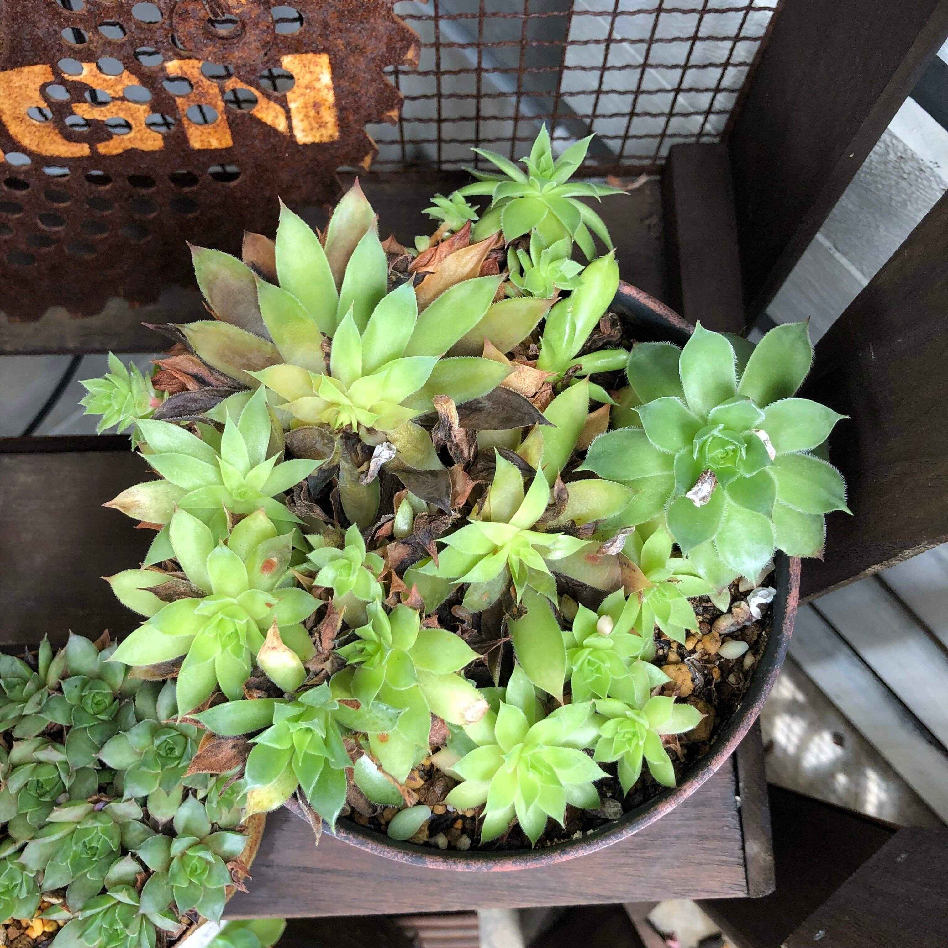 多肉植物　初心者　夏越し　葉焼け