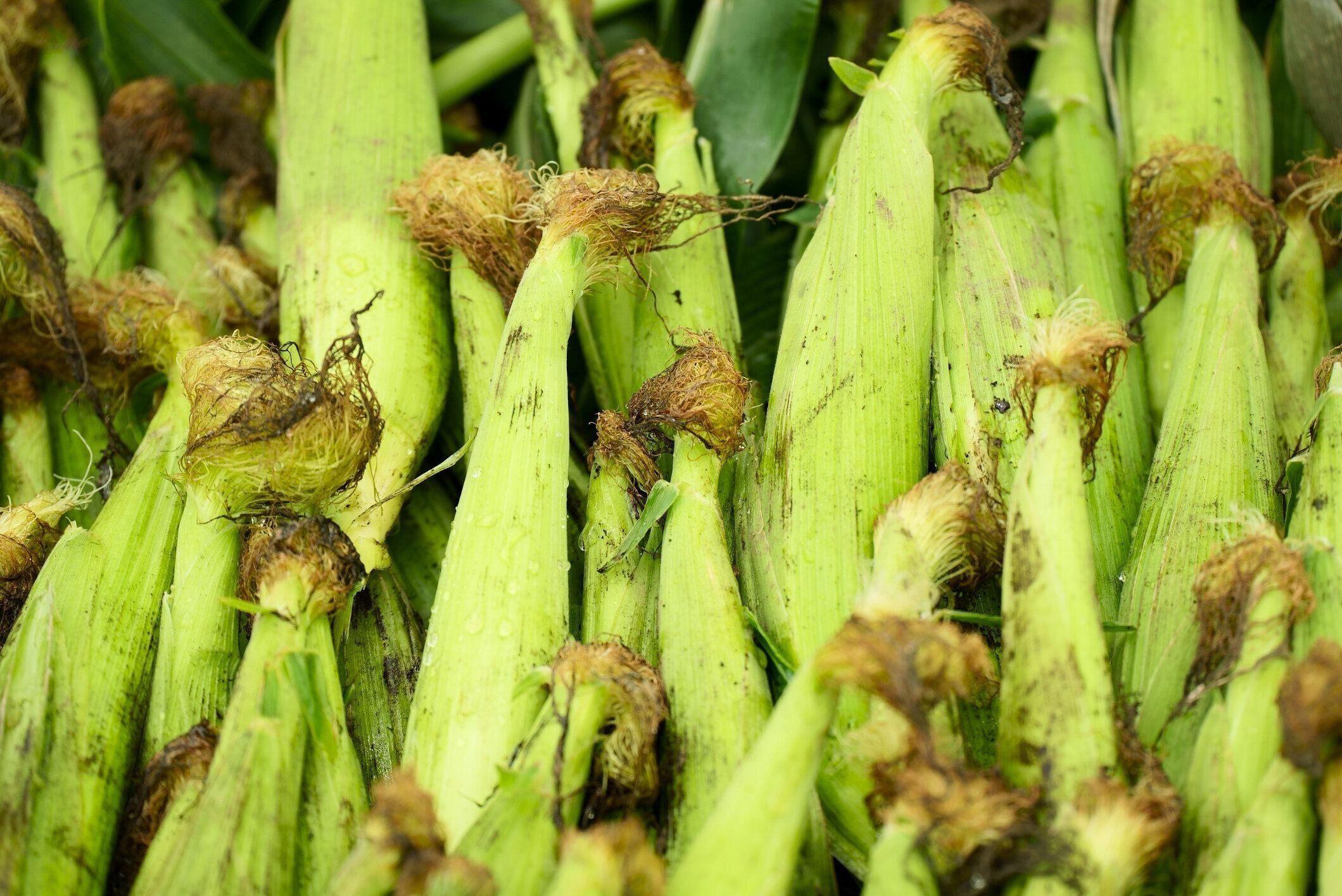 収穫したトウモロコシのイメージ