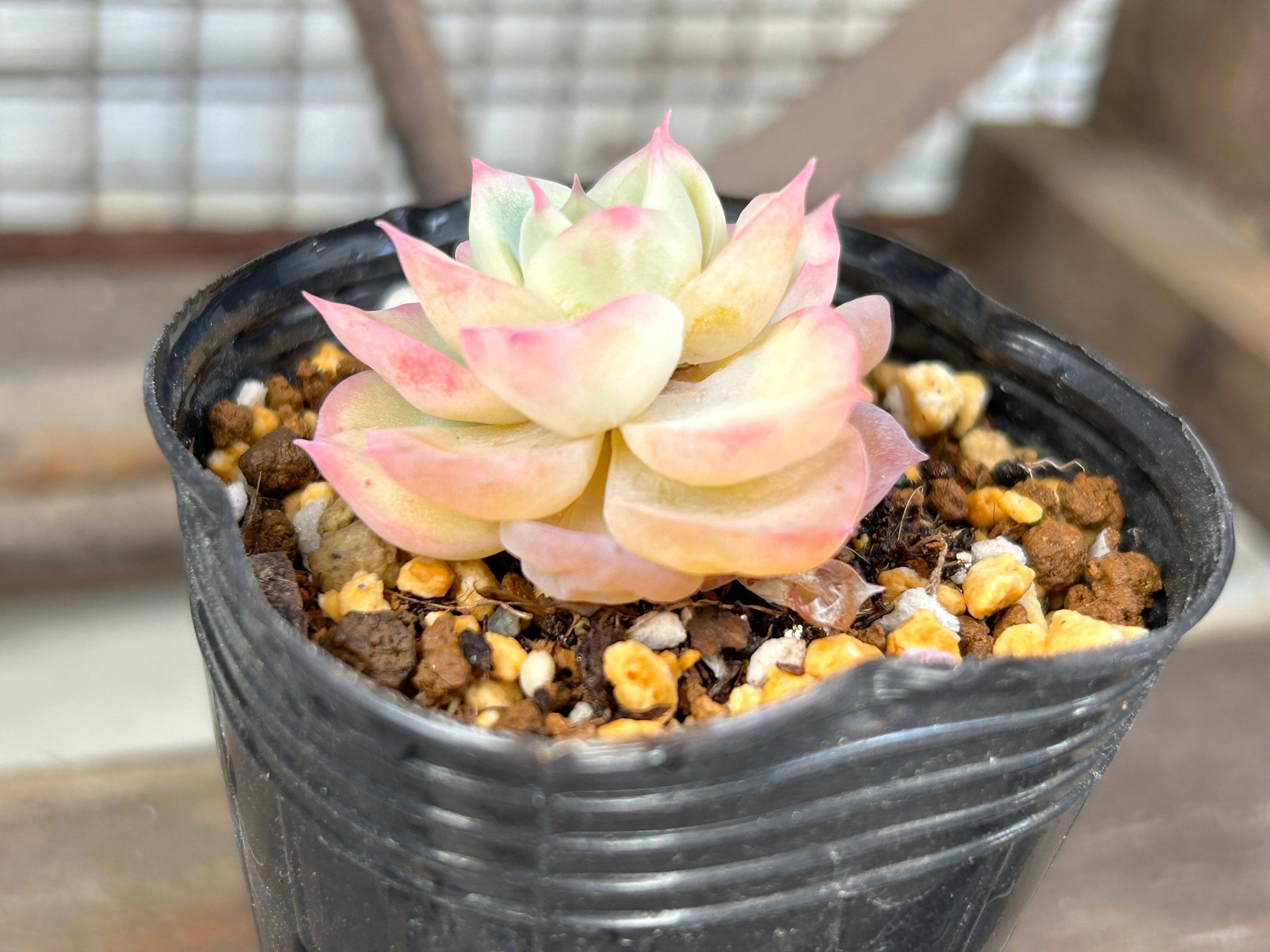 多肉植物　初心者　選び方