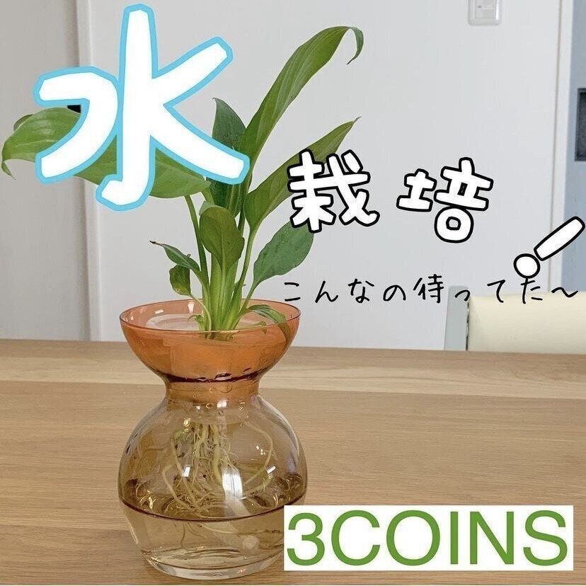 水耕栽培したい人必見！植物&ガラスベース