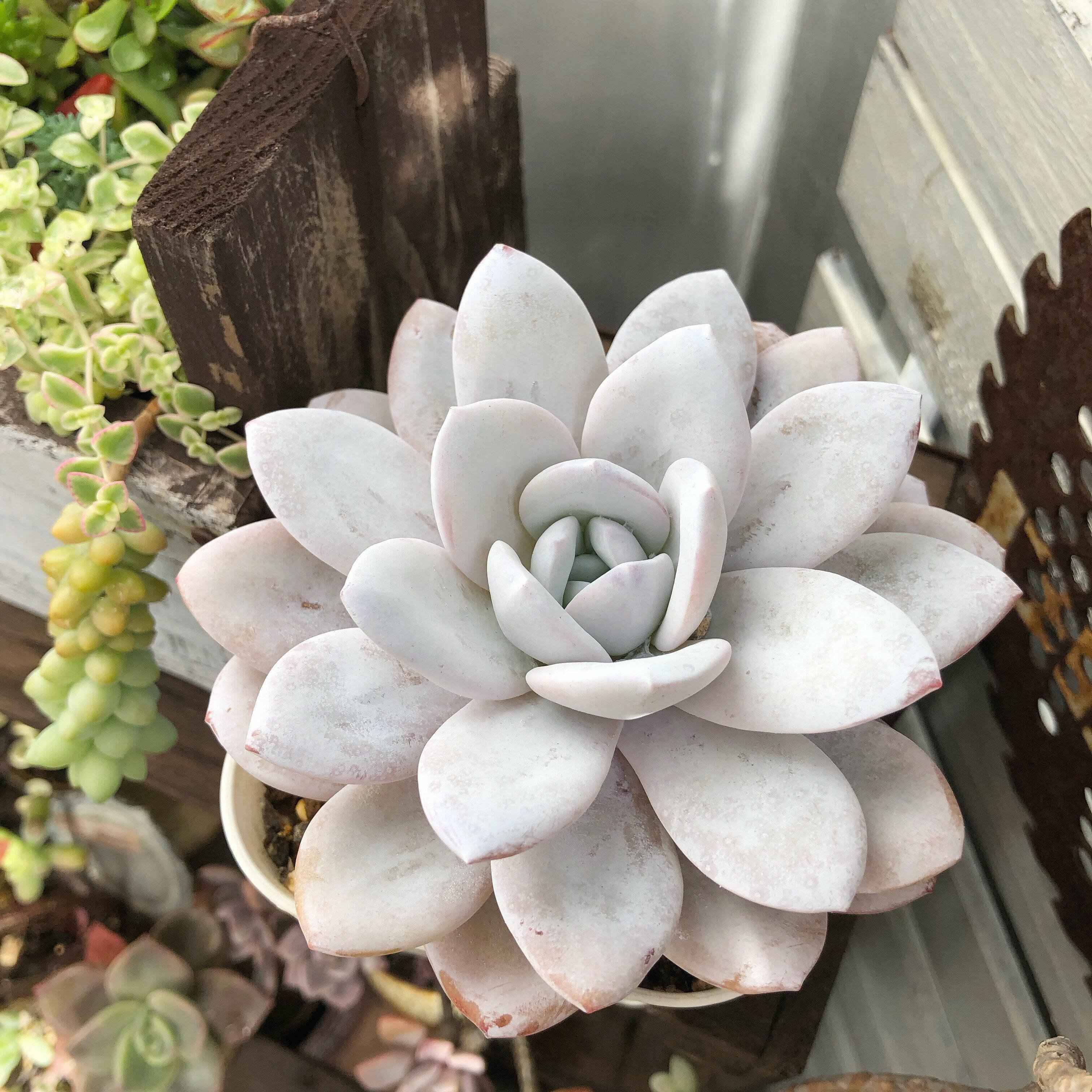 多肉植物　水やり　サボる