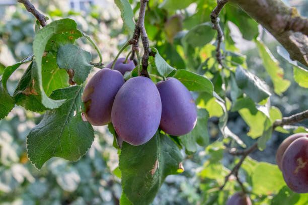 プラム - 丸く、生で、コピースペースを持つ木の上に熟します。