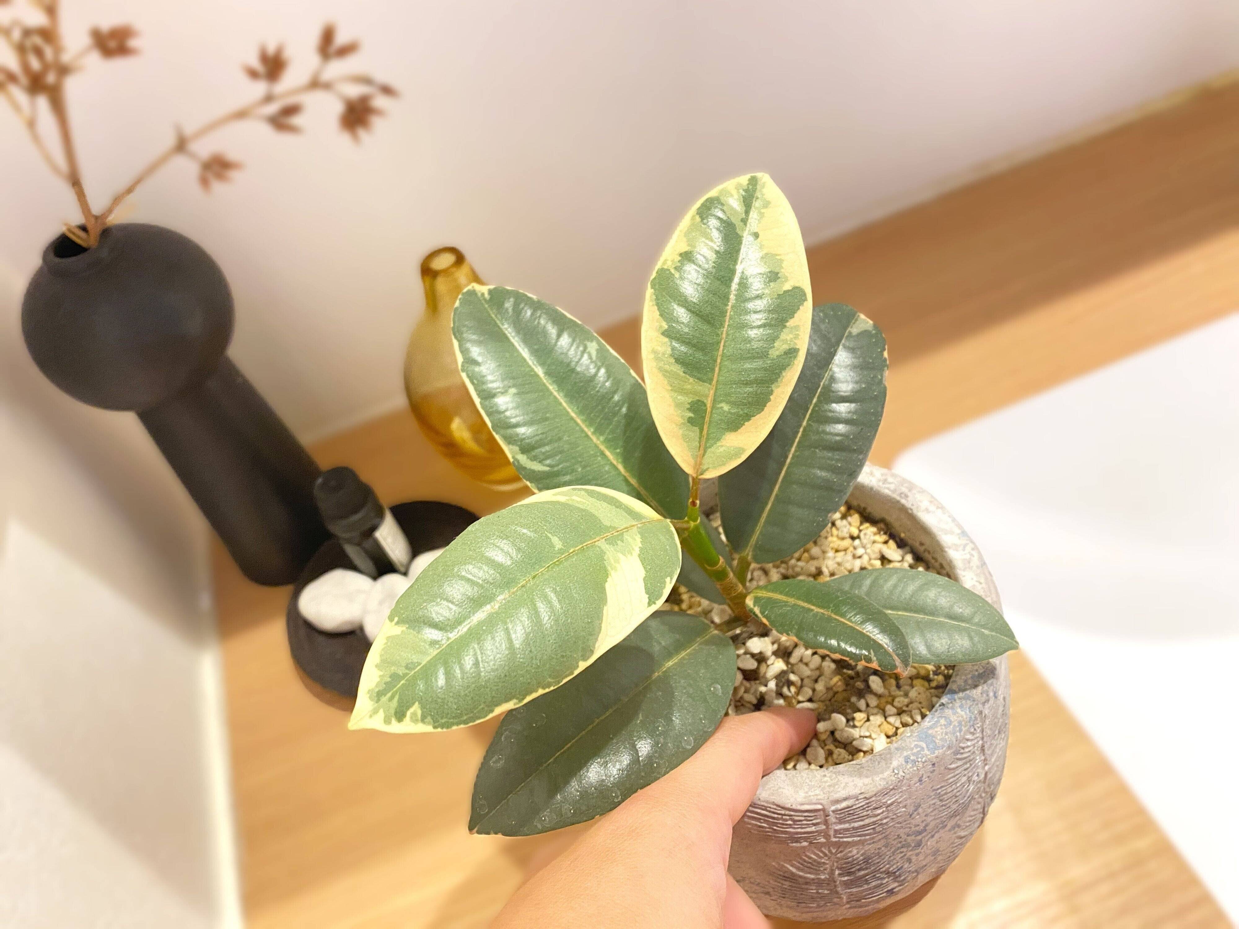 観葉植物枯らす人！NG行動