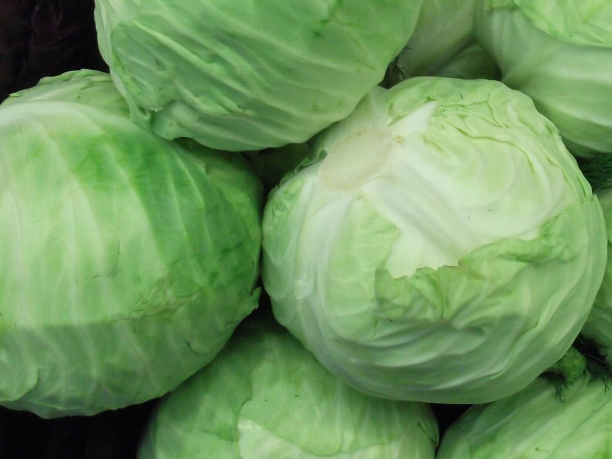 キャベツ
