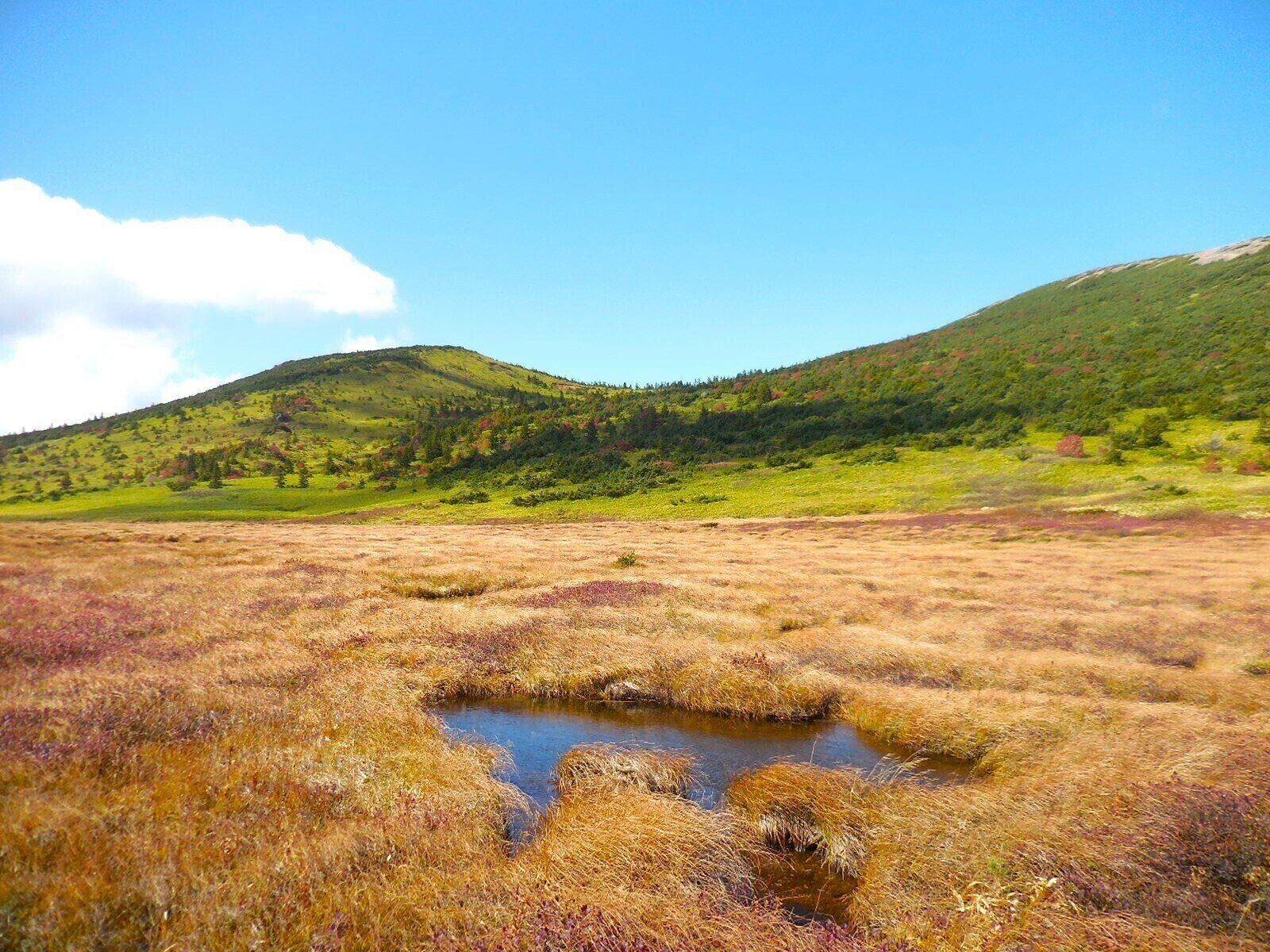 福島県の浄土平の草紅葉