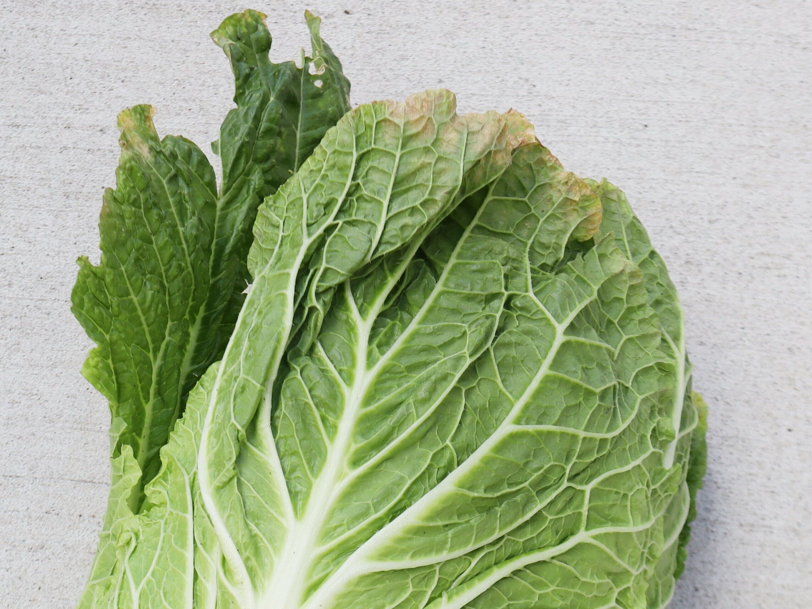 葉先が乾いている