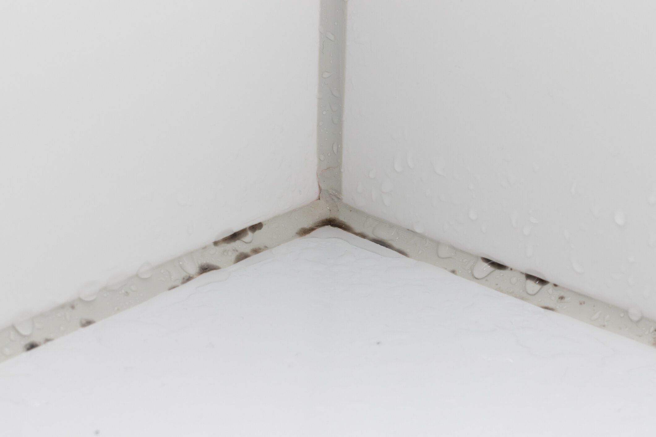 シャワーグラウトジョイントタイルに成長する黒いカビは、バスルームコーナーのセラミック壁に現れます