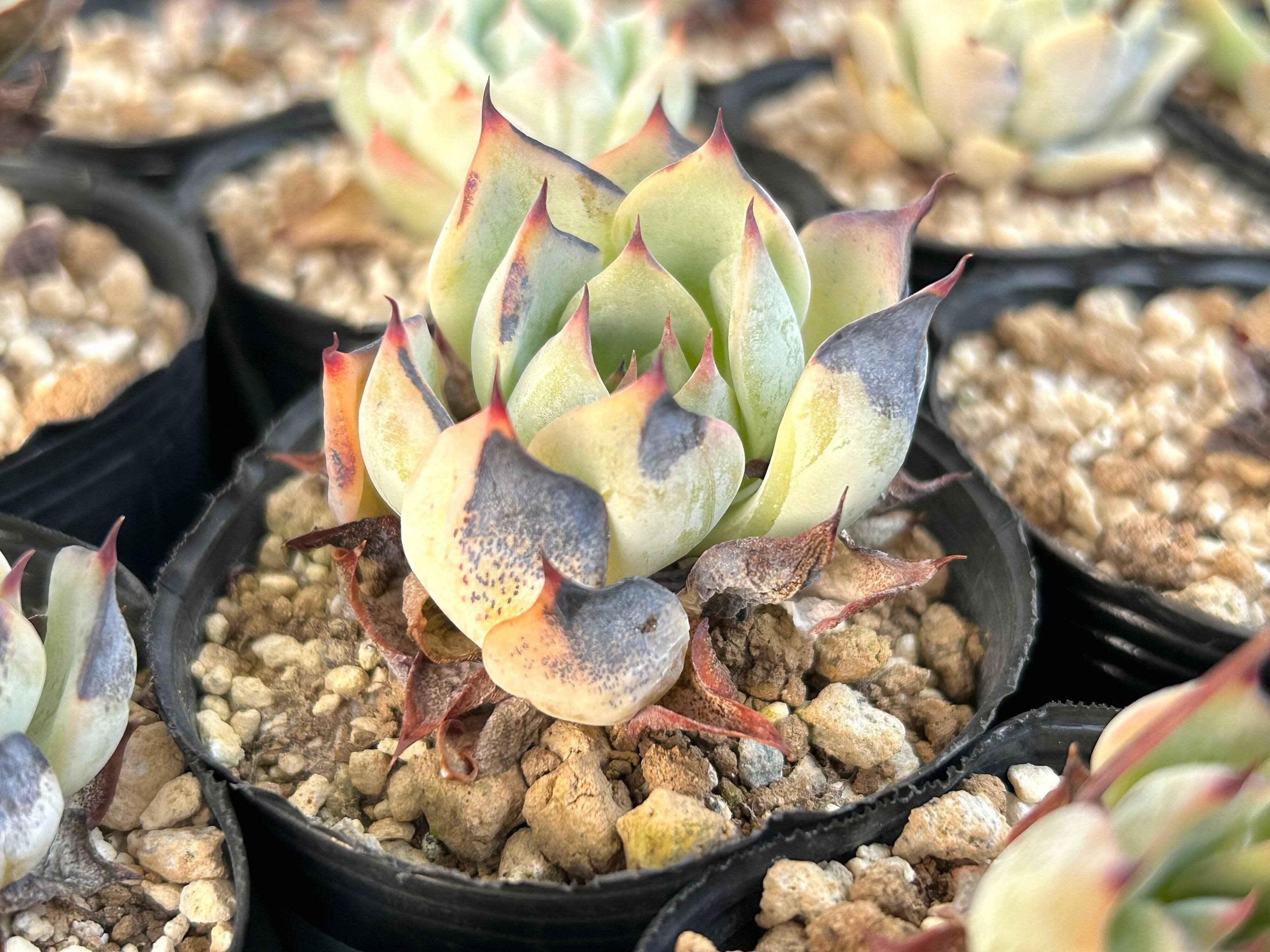 多肉植物　焦げ　葉焼け