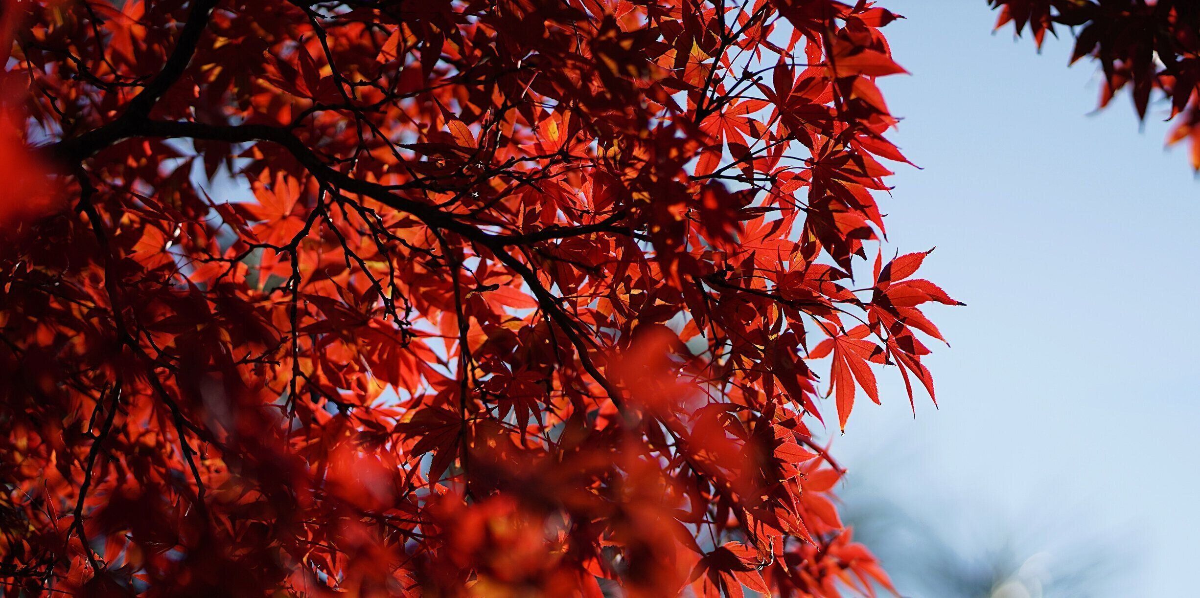 美しい真っ赤なカエデの葉がオータムに。