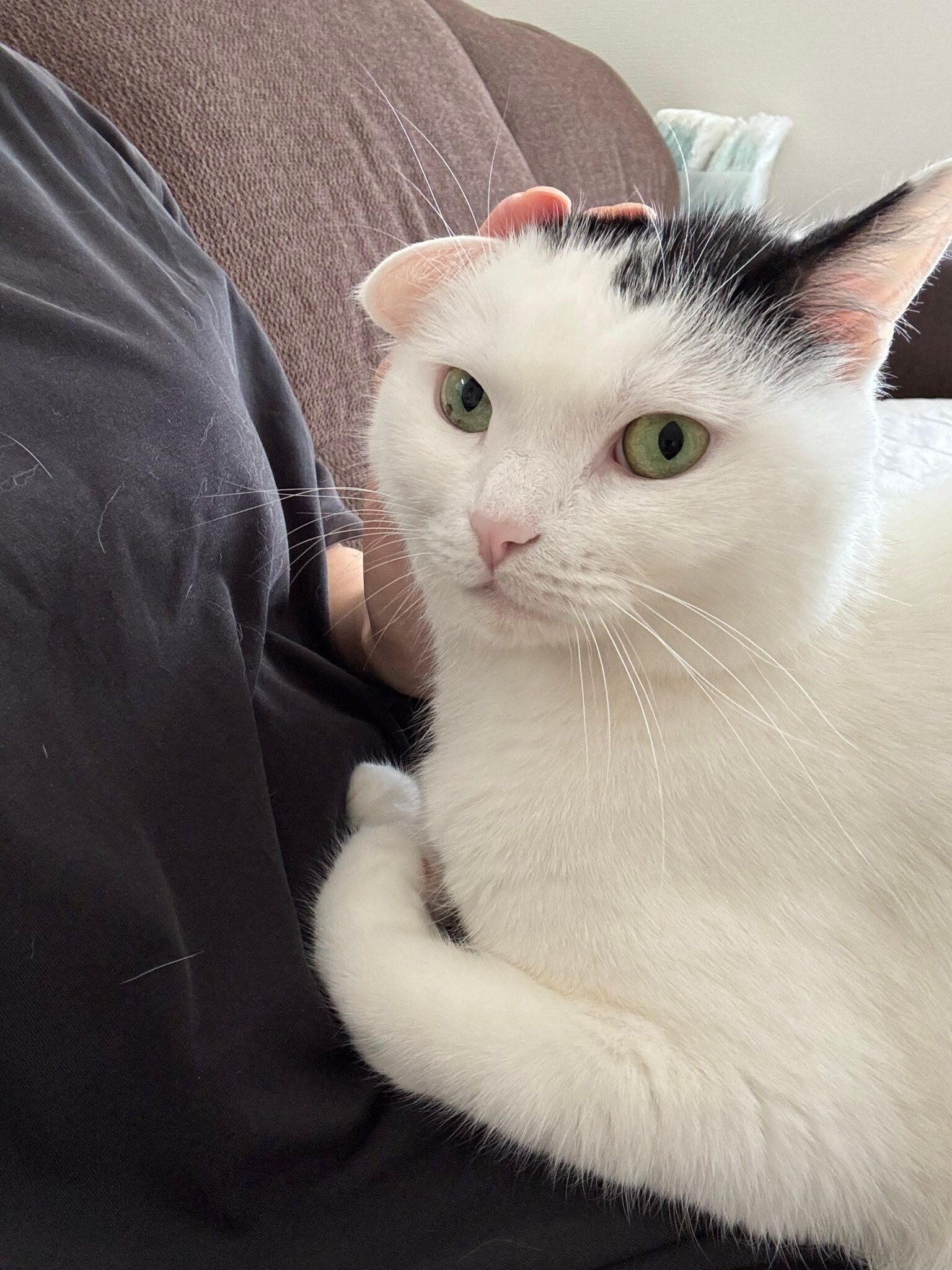 お母さんに撫でられて幸せいっぱいの猫ちゃん。近付くお父さんに表情