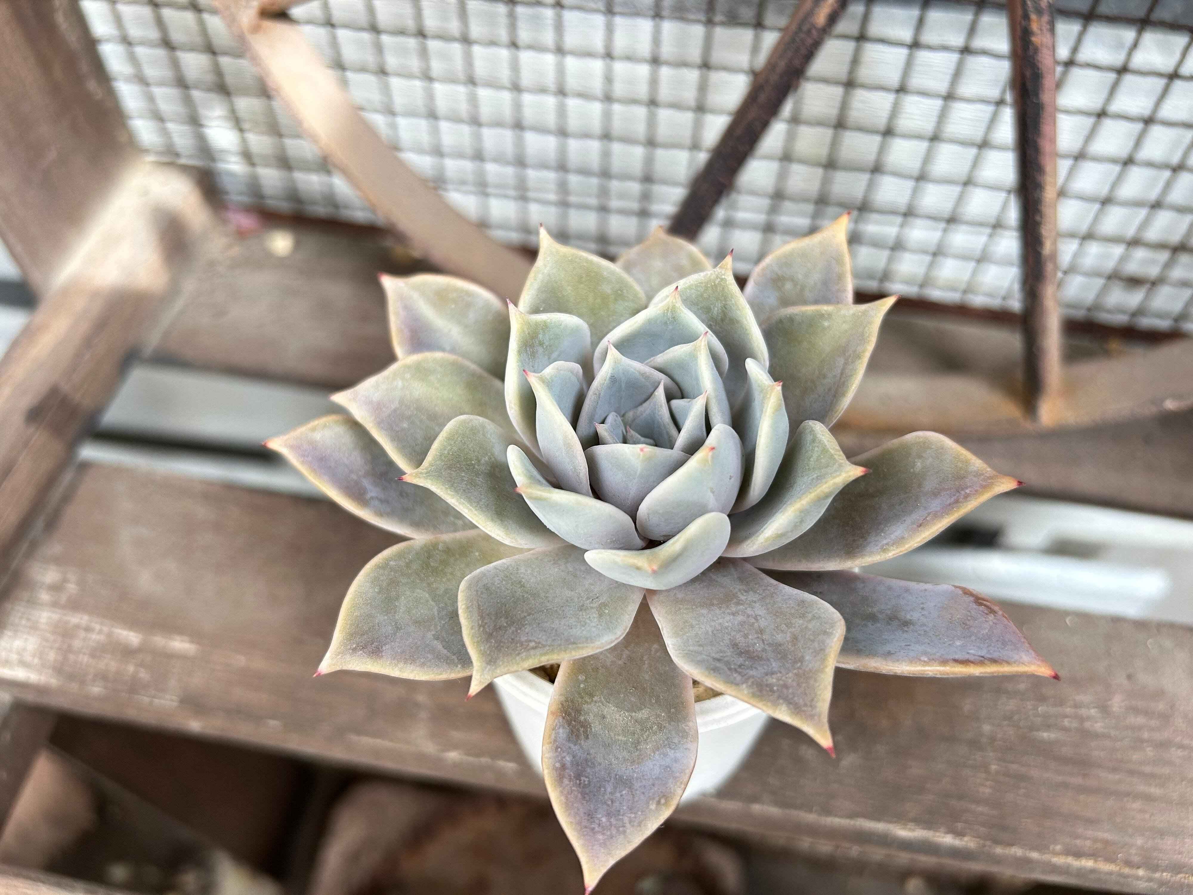 多肉植物　水やり　サボる