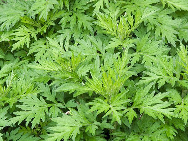 管理栄養士監修 よもぎ の主な栄養素とカロリーまとめ おすすめの調理方法は サンキュ