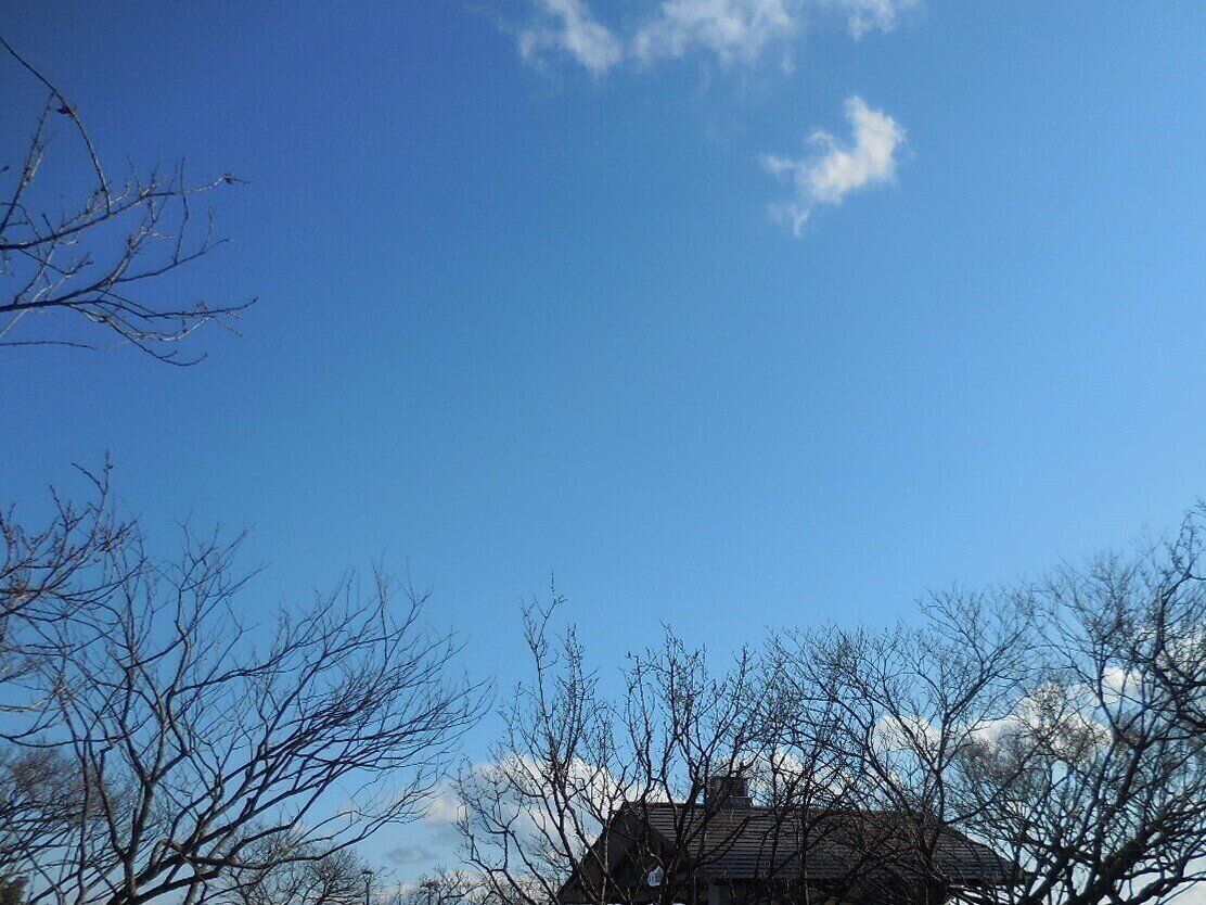 冬の枯れ木と青空