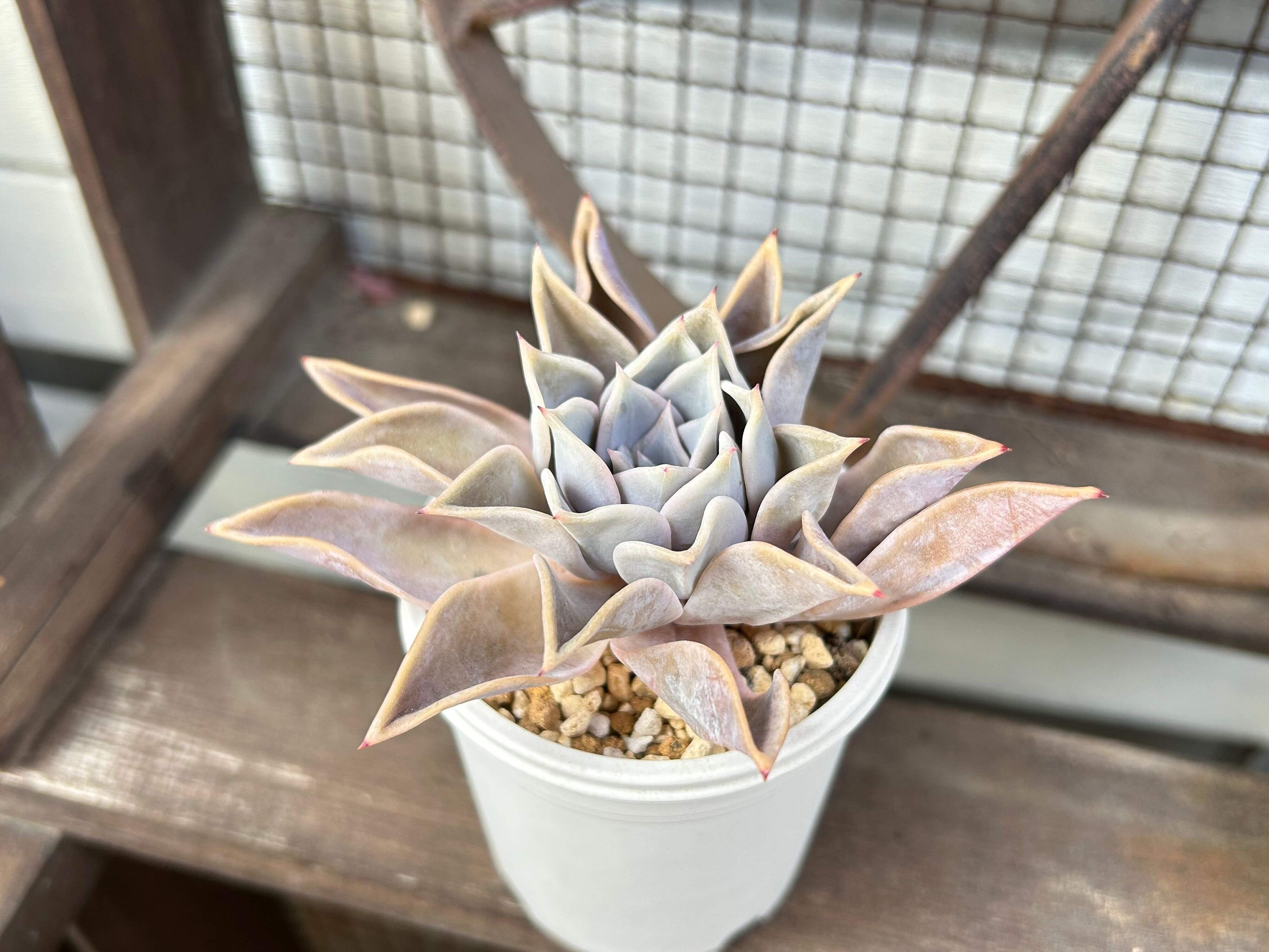 多肉植物　水やり　サボる