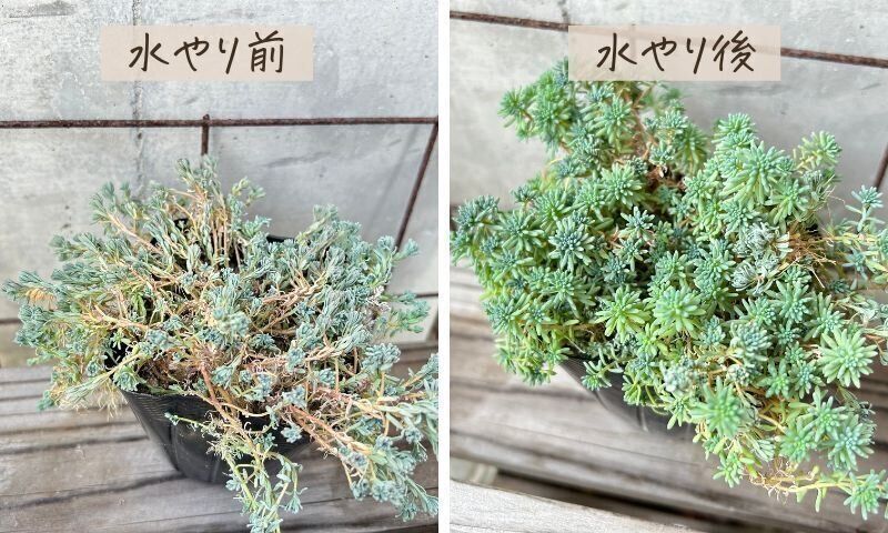 多肉植物　水やり　サボる