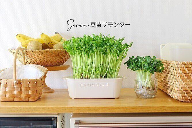 【セリア】専用アイテムなので使い勝手バツグン！豆苗プランター