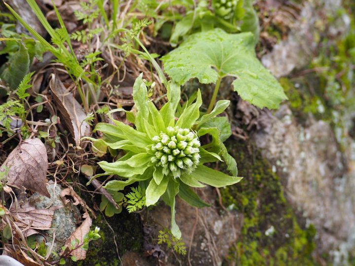 管理栄養士監修 ふきのとう の主な栄養素とカロリーまとめ おすすめな調理方法は サンキュ 管理栄養士監修 ふきのとう の主な栄養素とカロリーまとめ おすすめな調理方法は サンキュ