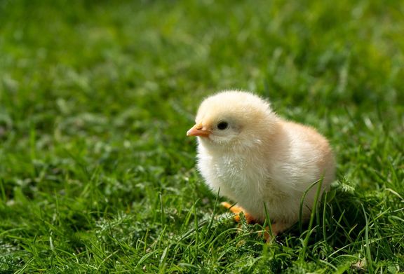 小さな生まれたばかりのひよこが緑の芝生の上に立っています。春の気分。イースターの挨拶やはがきの背景。.高品質の写真