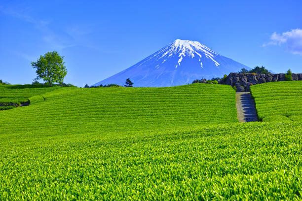 茶畑と富士山