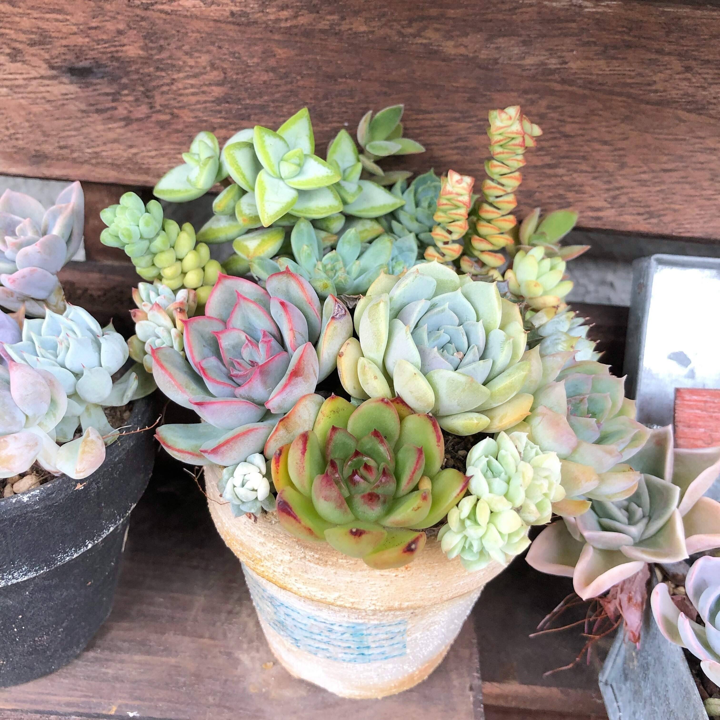 多肉植物　寄せ植え　初心者