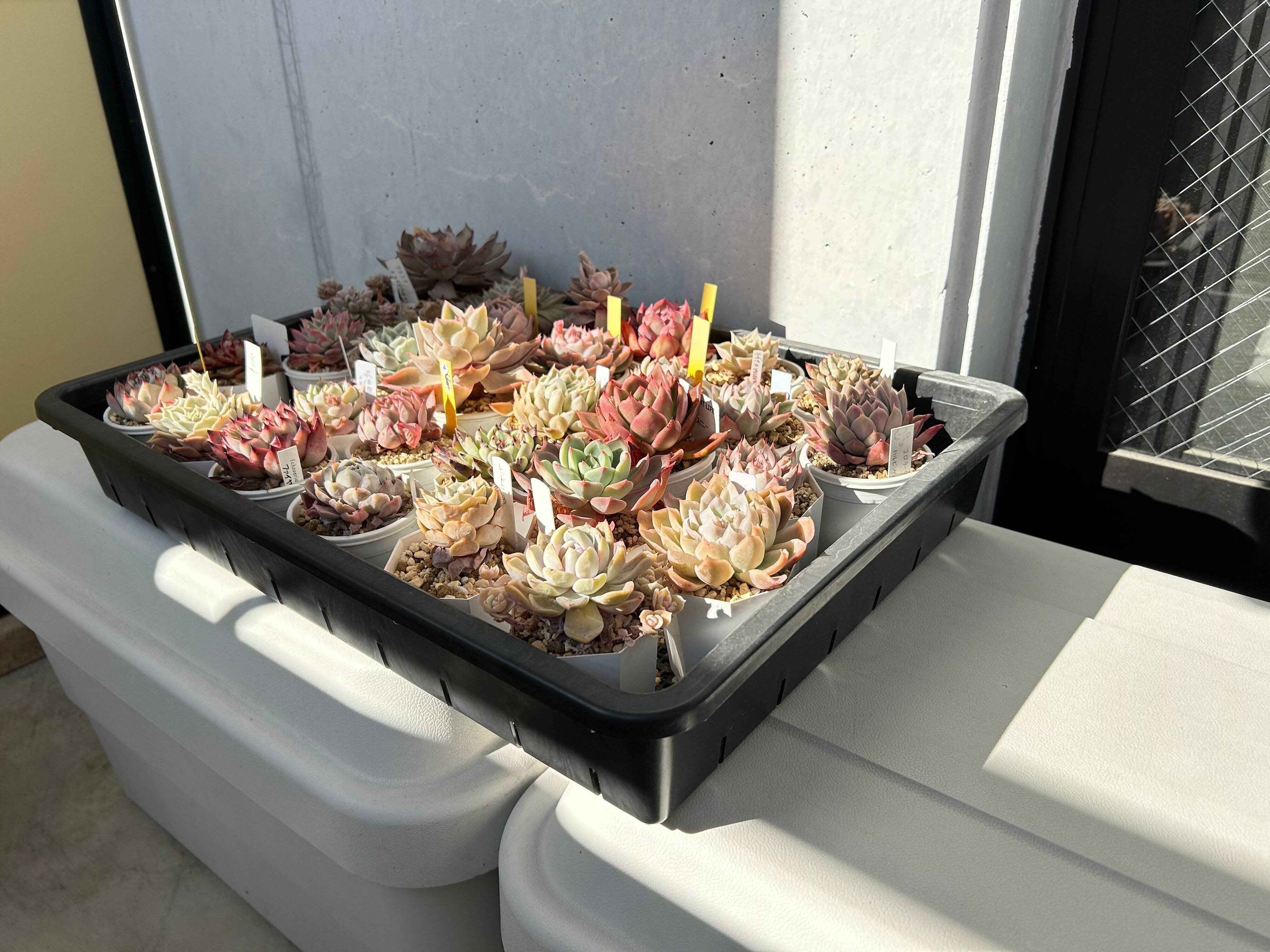 無印良品　収納ボックス