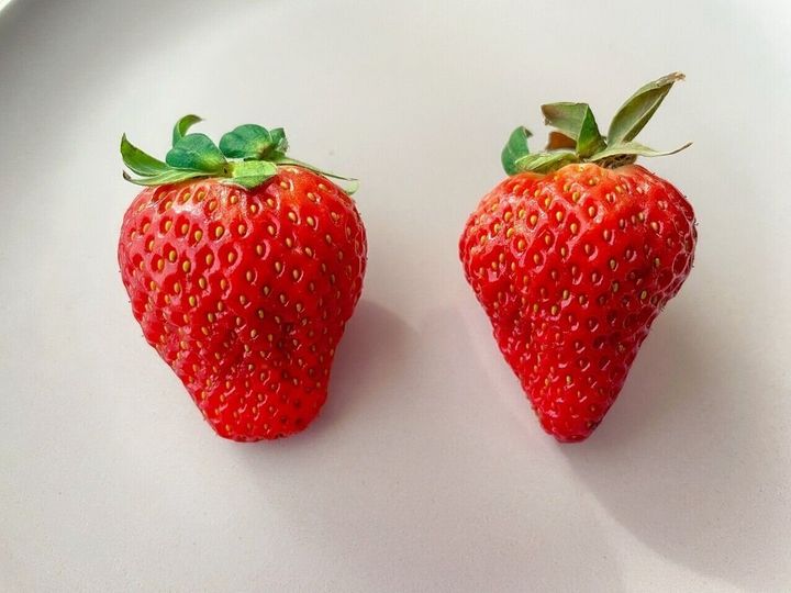 いちご買う時は絶対 形 を見て 甘さを形で見分ける方法をご紹介 サンキュ いちご買う時は絶対 形 を見て 甘さを形で見分ける方法をご紹介 サンキュ