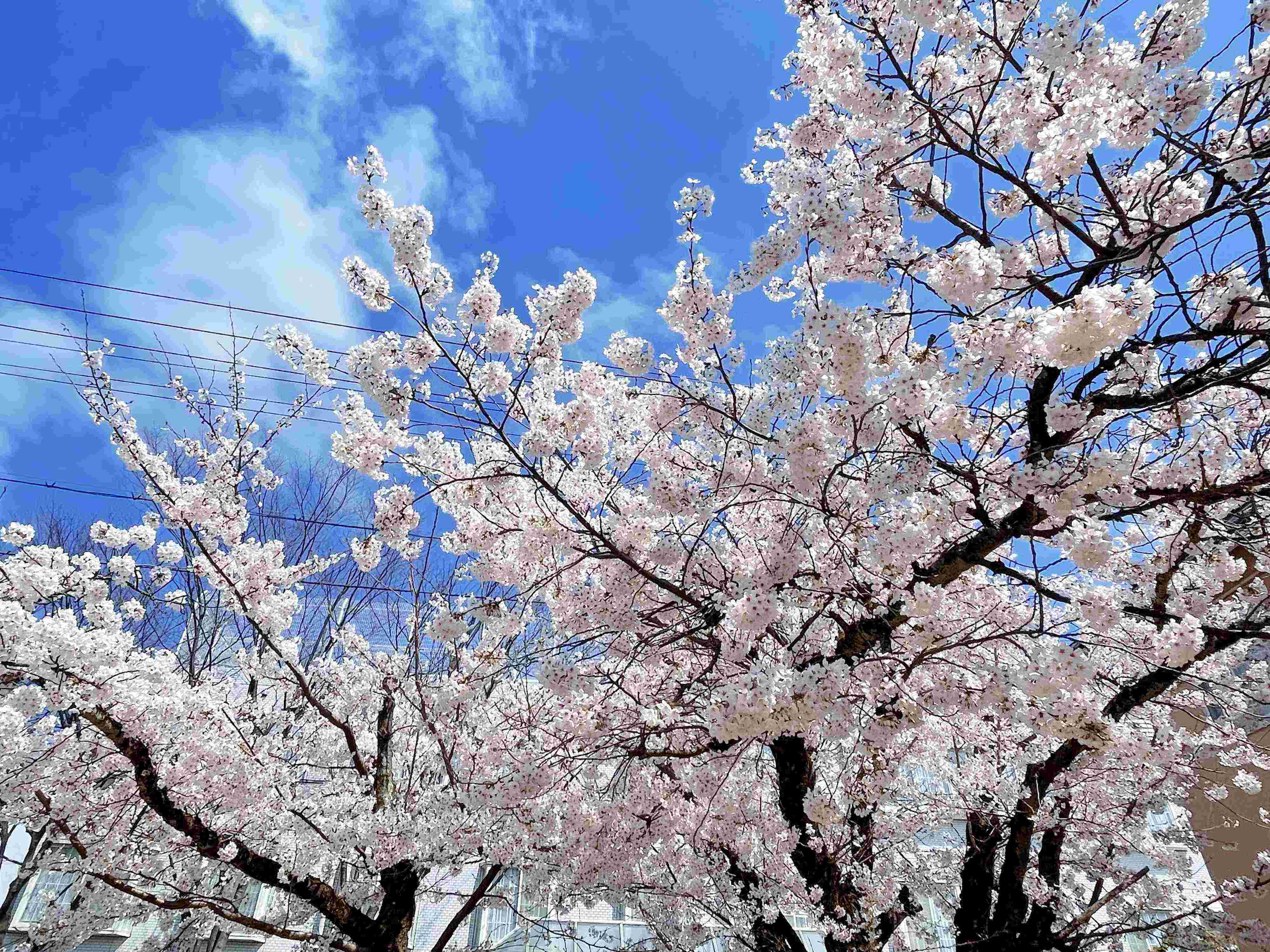 【小学生2児ママ】入学準備であえて買わなかったもの3選