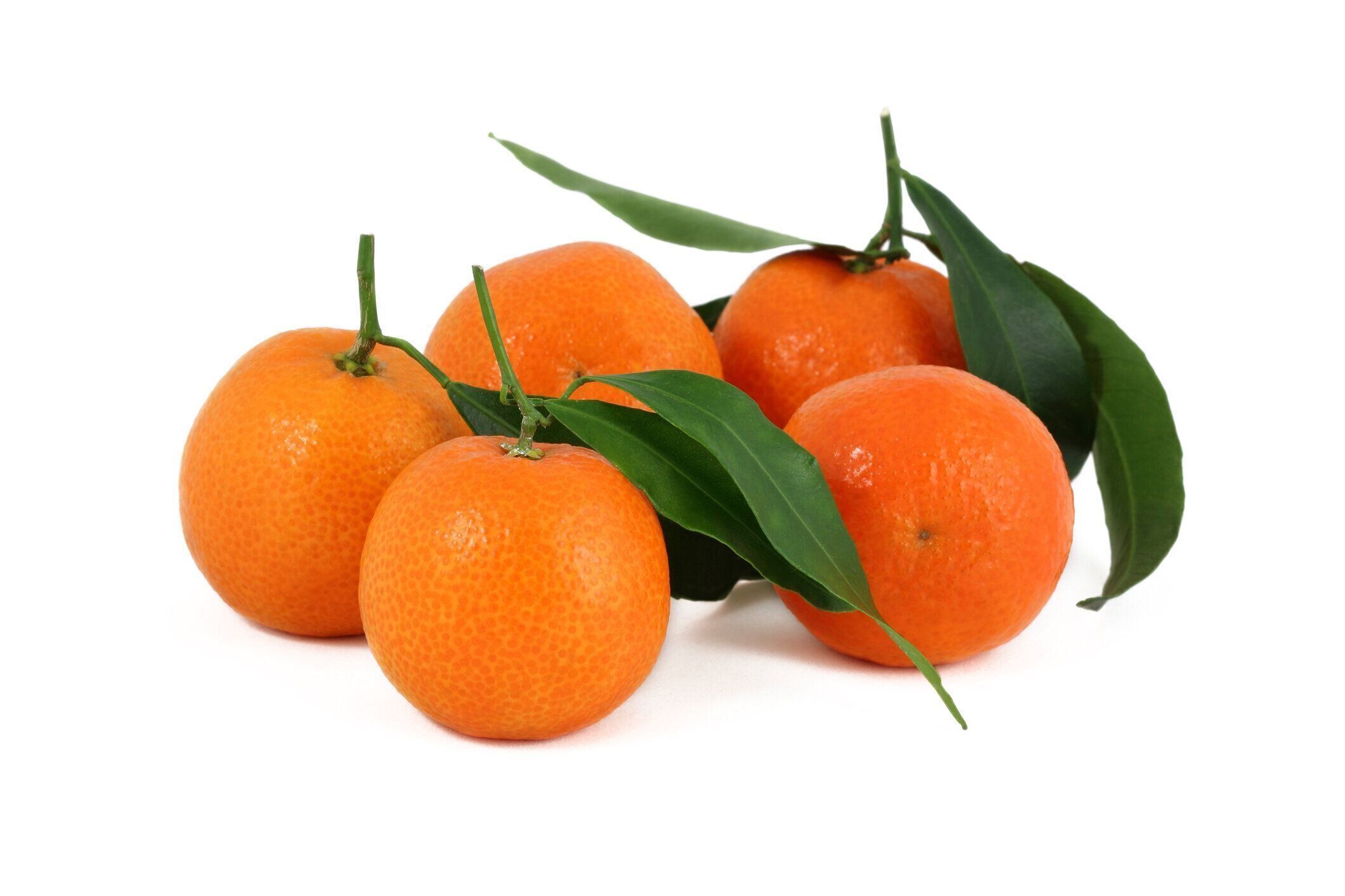 白い背景に緑の葉が切り取られた新鮮なコルシカのクレメンタインのグループ