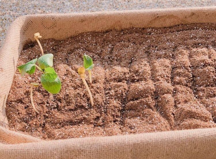 コンポストから出た芽