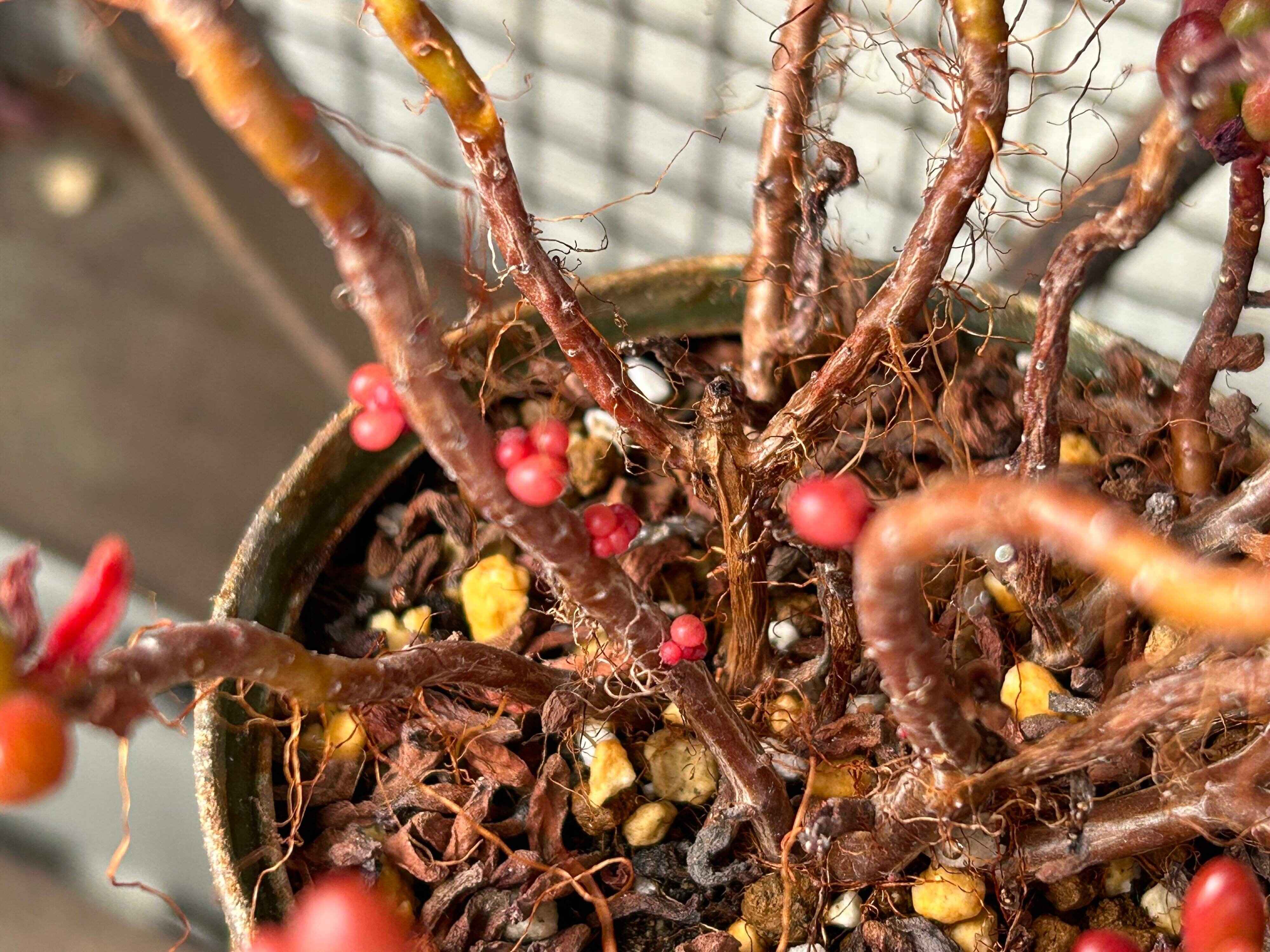 多肉植物　生命力