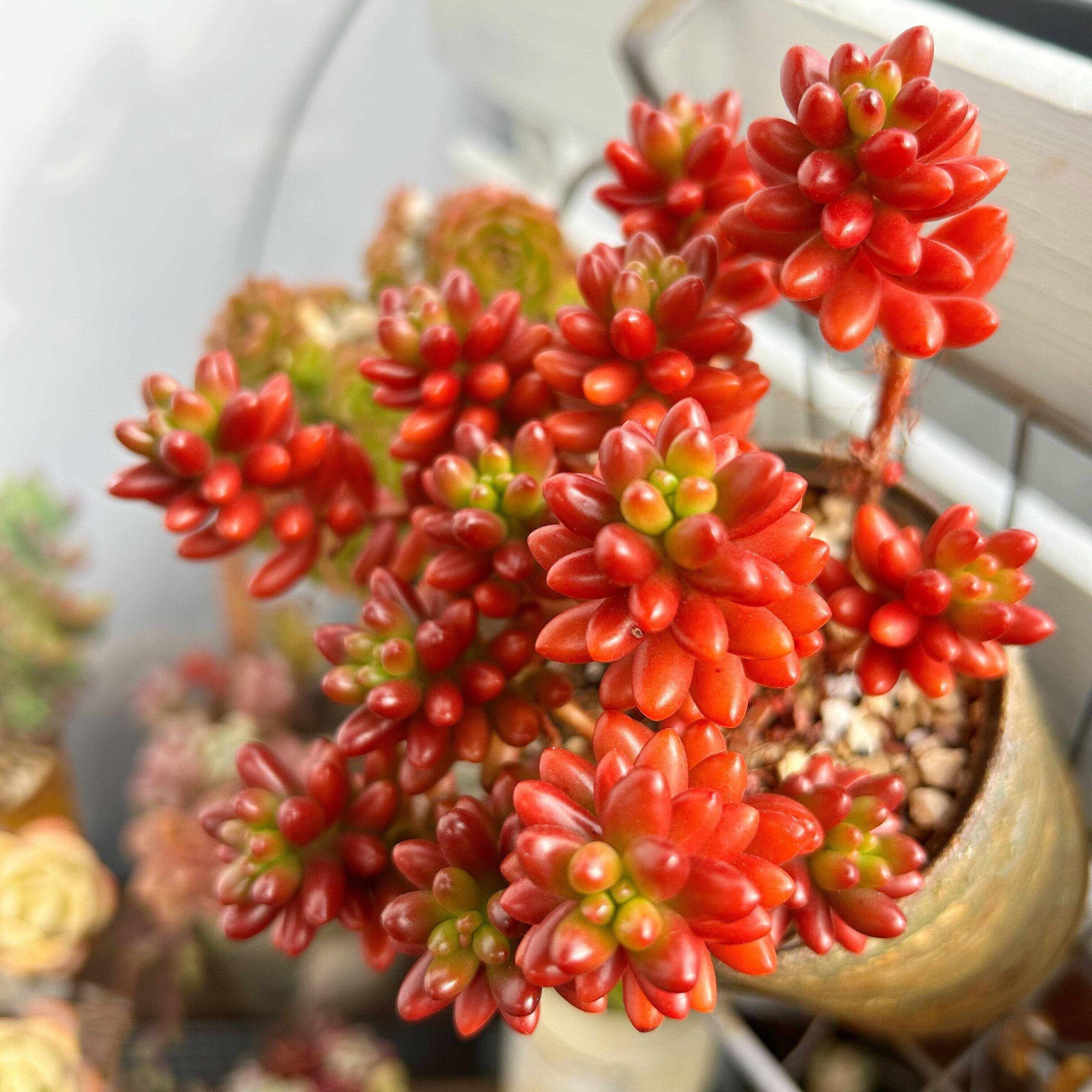 多肉植物　初心者　選び方　虹の玉