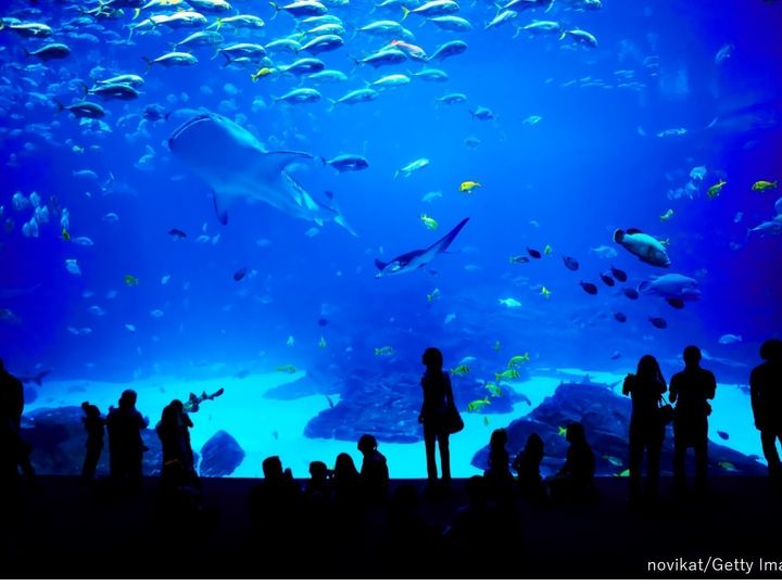 子どもが喜ぶ 家族連れにおすすめな東京の水族館5選 サンキュ 子どもが喜ぶ 家族連れにおすすめな東京の水族館5選 サンキュ