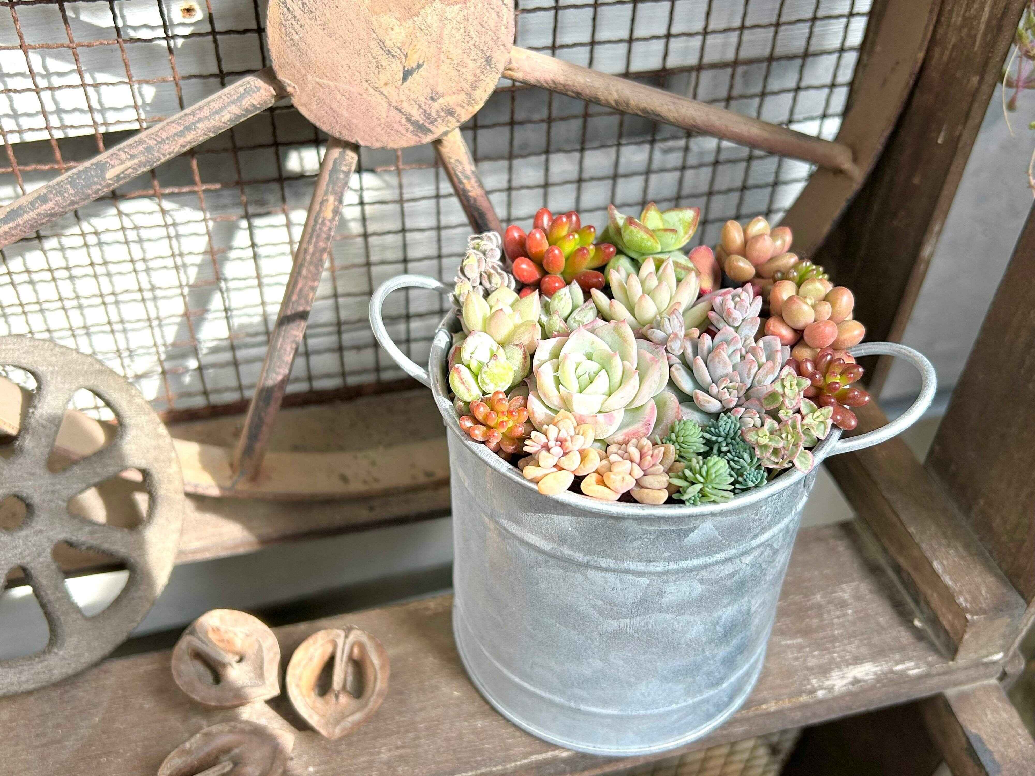 多肉植物　寄せ植え　初心者