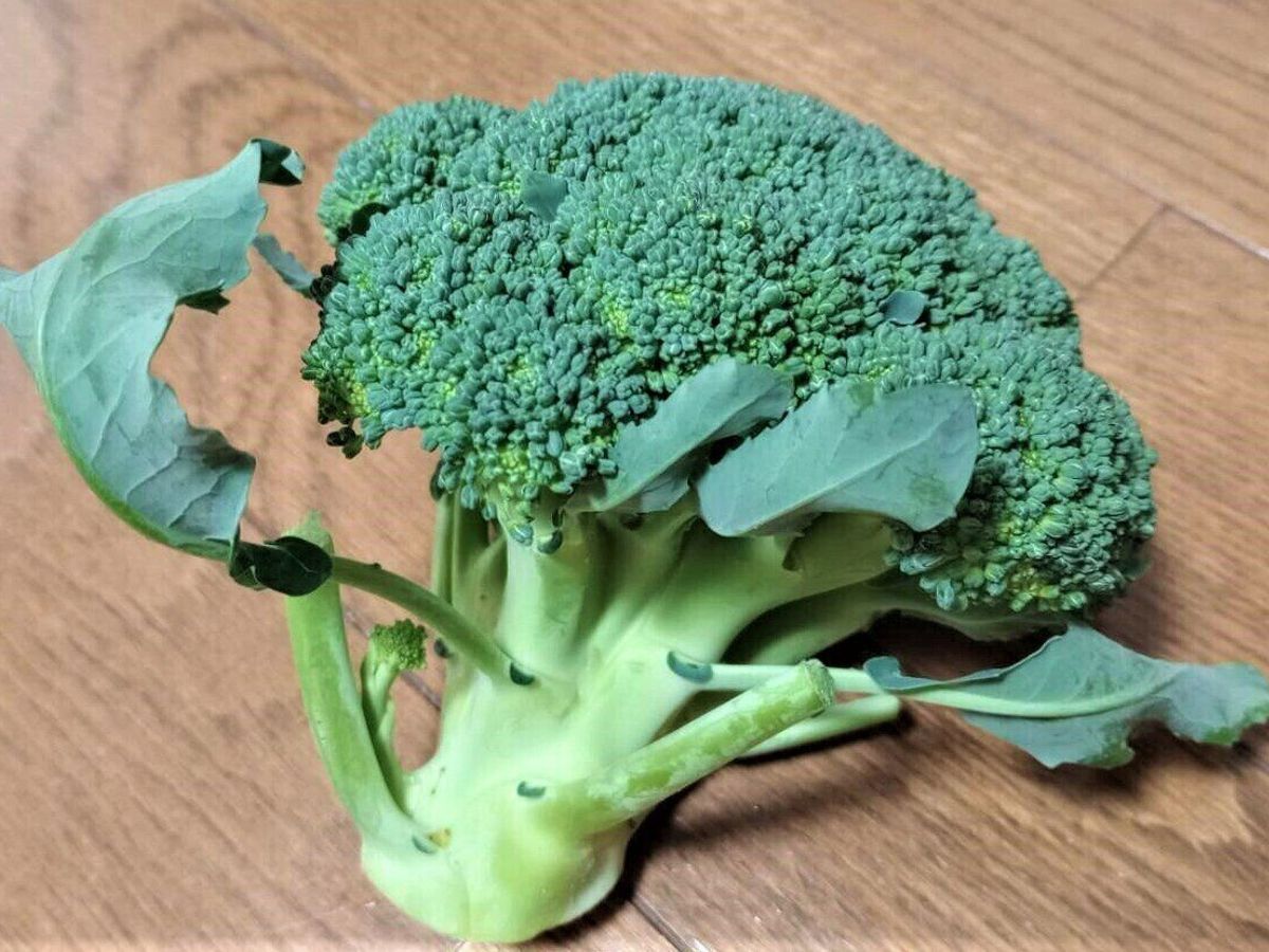 ブロッコリー