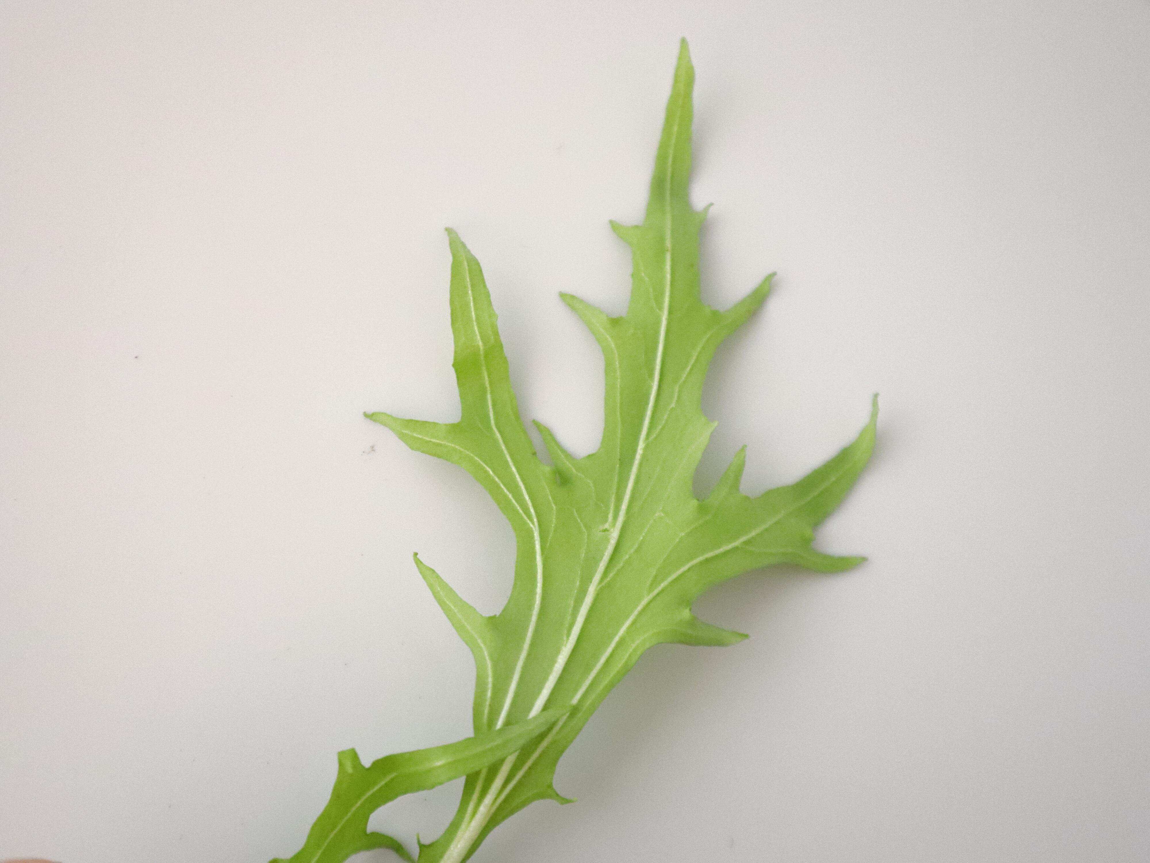 葉脈がくっきりしている