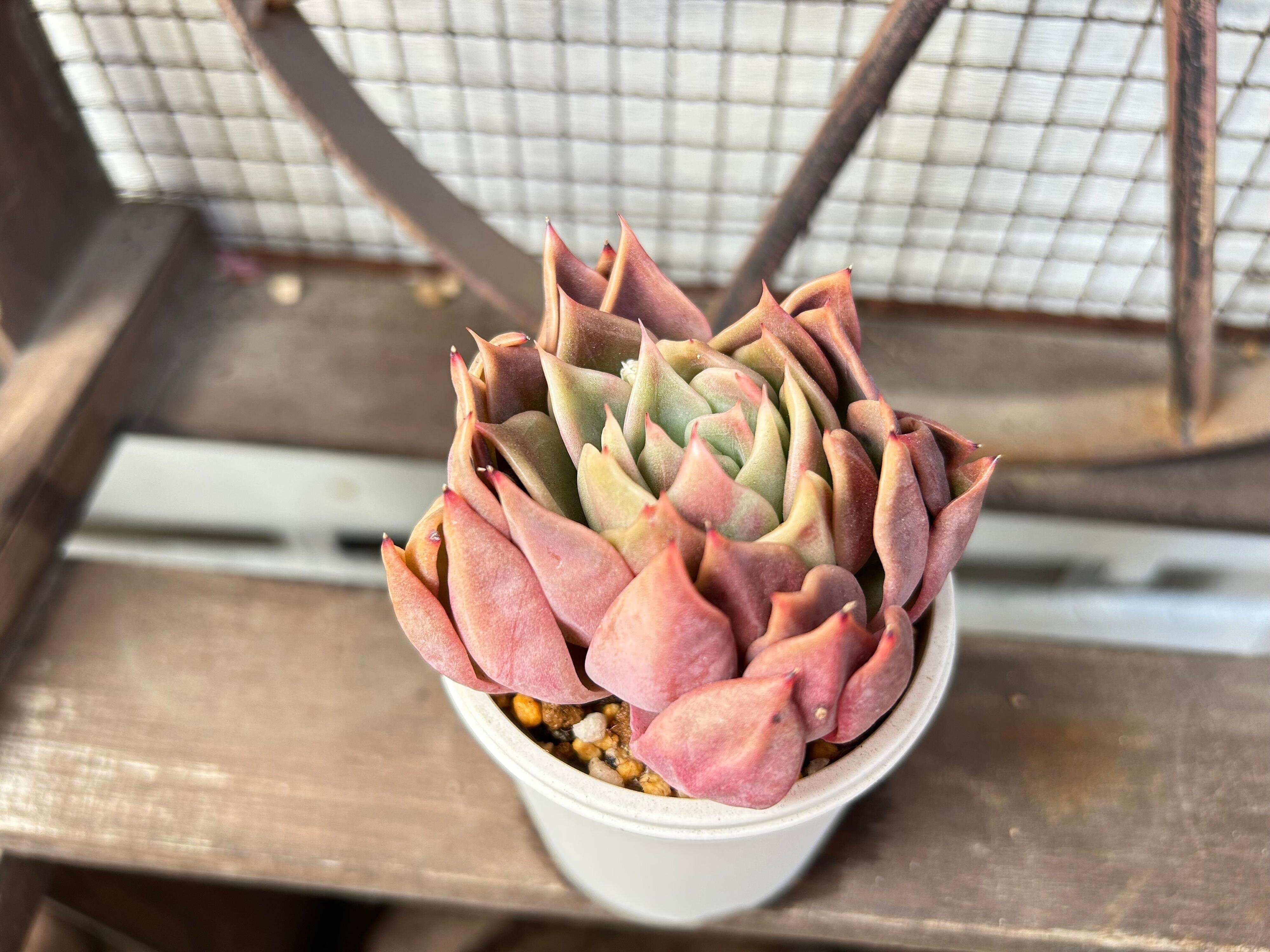 多肉植物　水やり　サボる