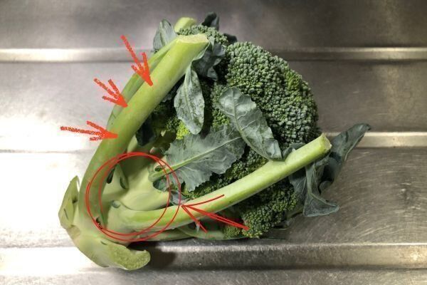 ブロッコリーの茎は食べられる