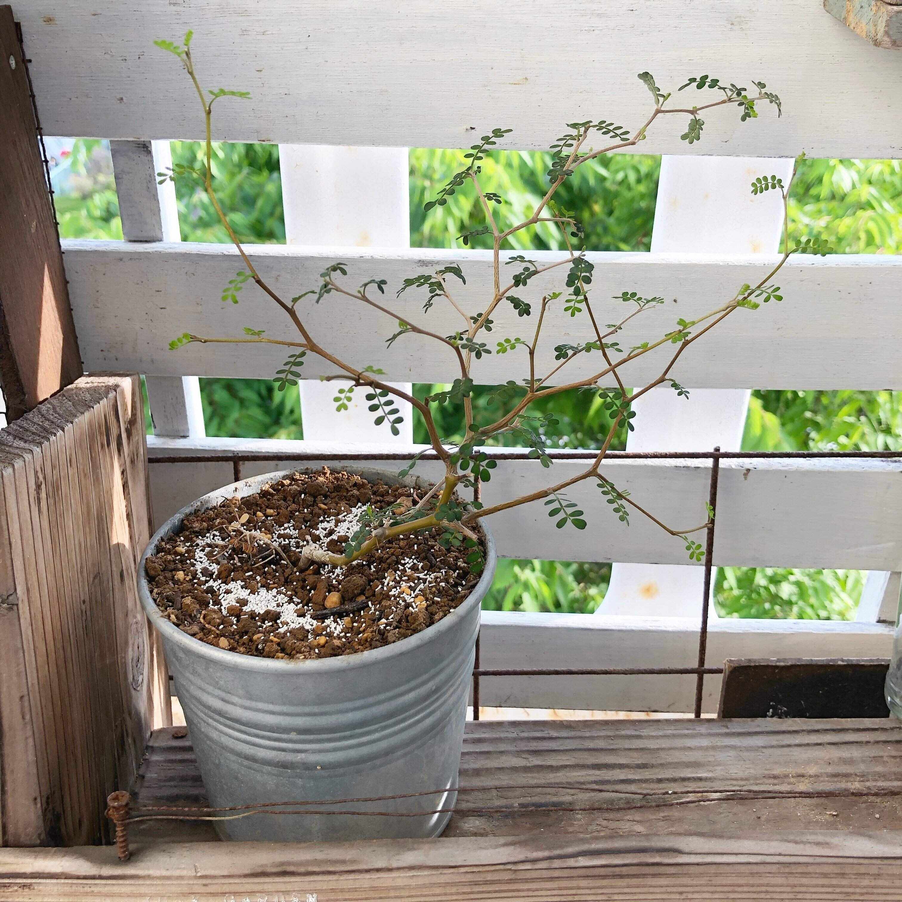 インテリア　観葉植物　育て方