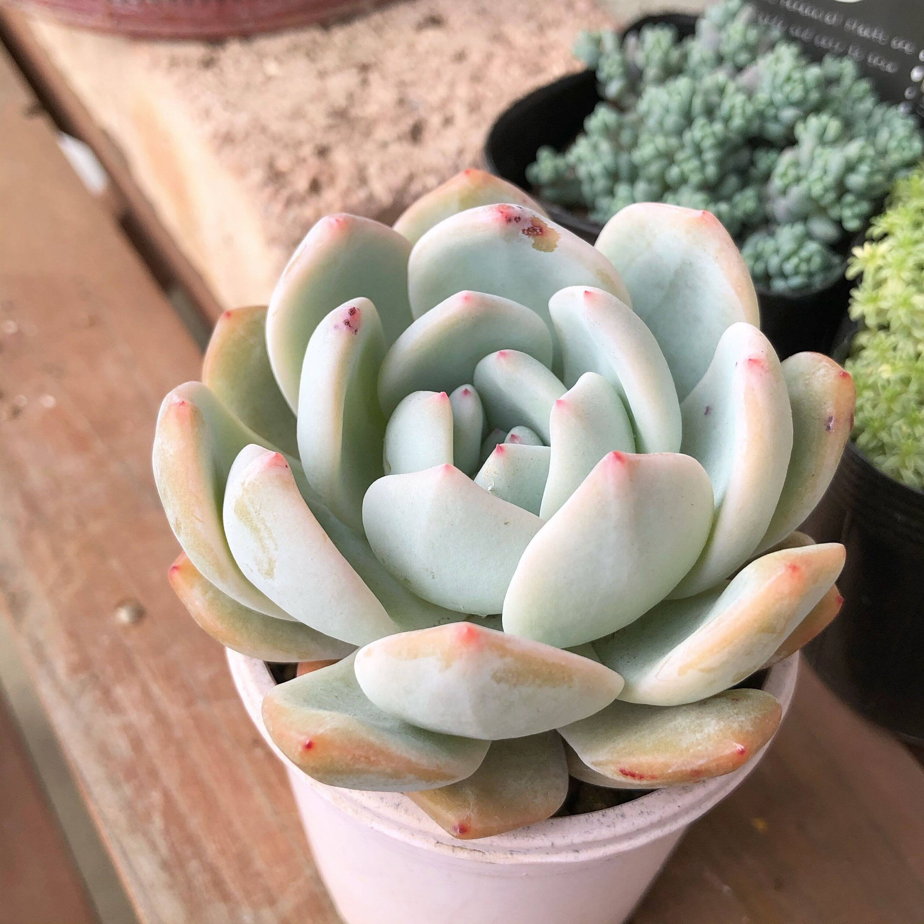 多肉植物　選び方