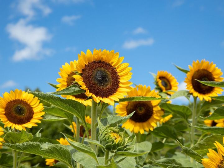 8月7日に買うべきものって 8月に金運を上げる必勝風水 Dr コパの風水解説 サンキュ 8月7日に買うべきものって 8月に金運を上げる必勝風水 Dr コパの風水解説 サンキュ