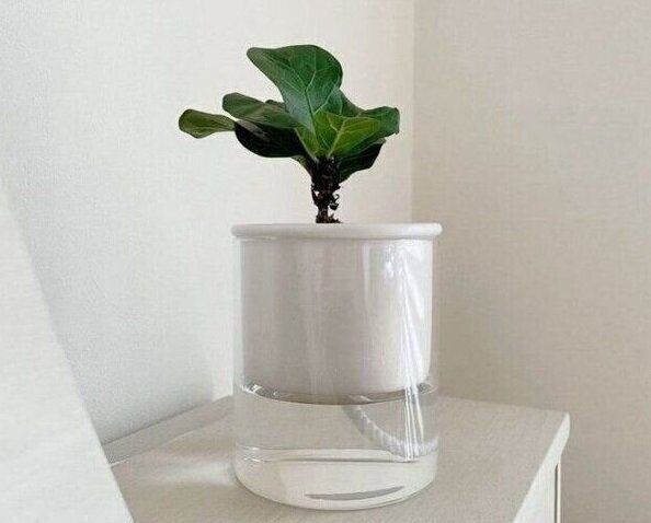 スリーコインズ　給水ポット