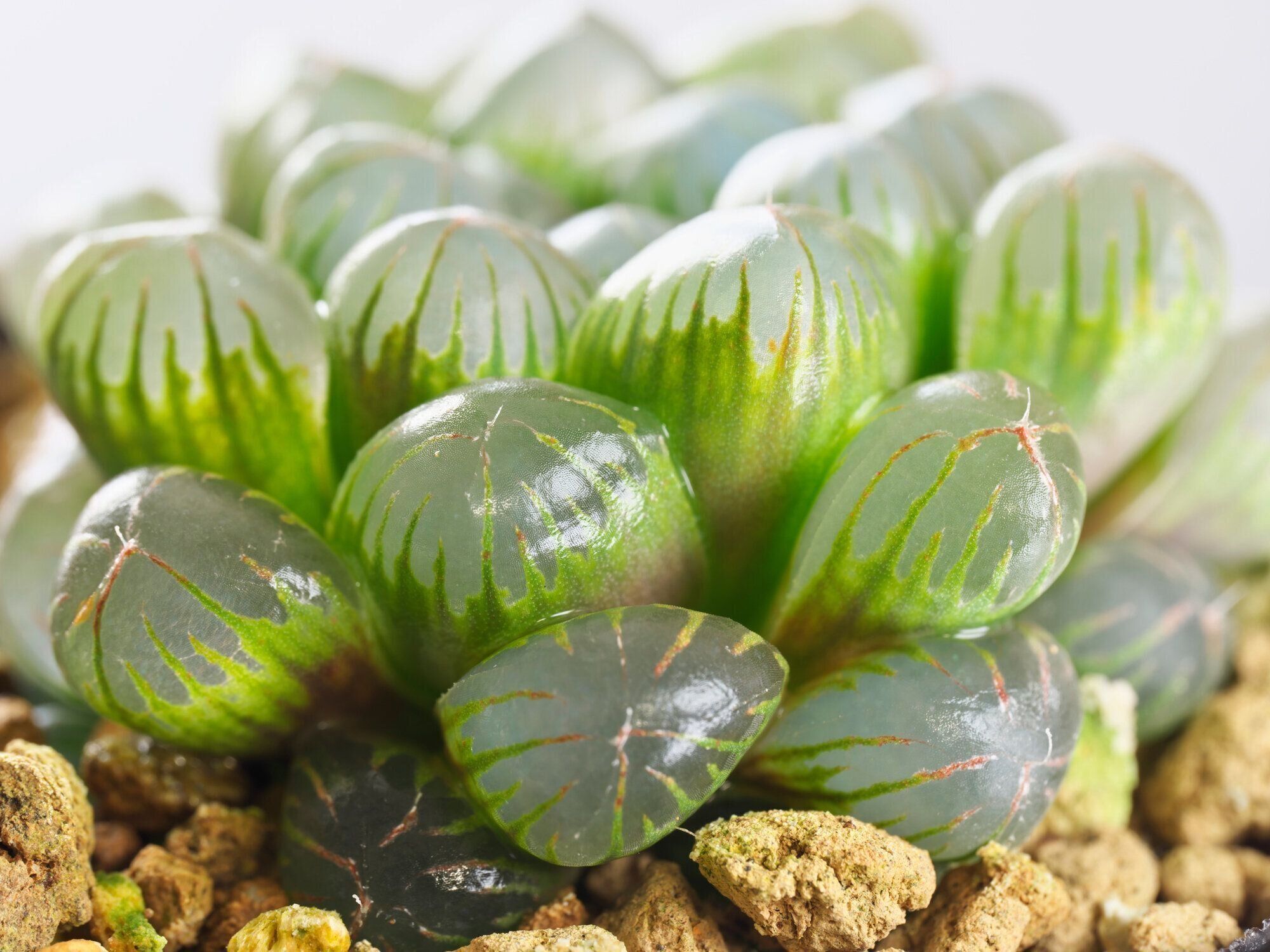 オブツーサの魅力とは？初心者でも安心の育て方とおすすめ品種5選